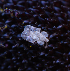 Corythucha marmorata