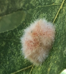 Druon quercusflocci