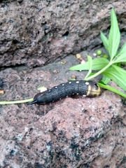 Xylophanes falco