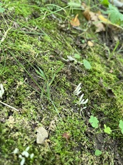 Clavaria fragilis