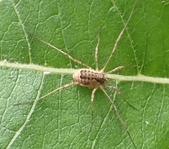 Phalangium opilio