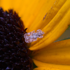 Corythucha marmorata