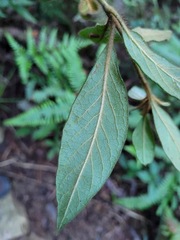 Rhododendron oldhamii
