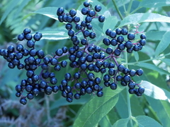 Sambucus ebulus