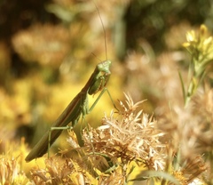 Stagmomantis limbata