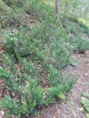 Taxus