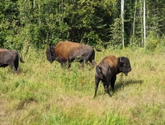 Bison bison