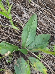 Verbascum phoeniceum