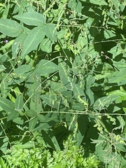 Desmodium perplexum