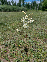 Filipendula vulgaris