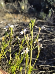 Chaenostoma hispidum