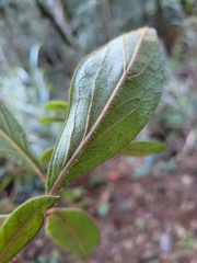 Rhododendron oldhamii