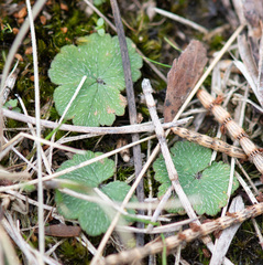 Hydrocotyle hirta