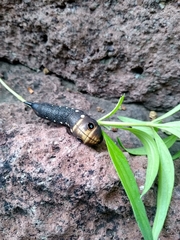 Xylophanes falco