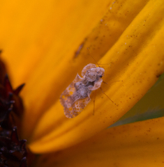 Corythucha marmorata