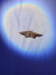 Hypagyrtis