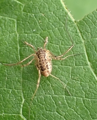 Phalangium opilio