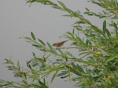 Acrocephalus schoenobaenus