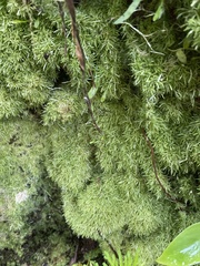 Leucobryum glaucum