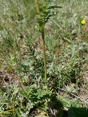 Filipendula vulgaris