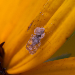 Corythucha marmorata