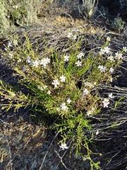 Chaenostoma hispidum