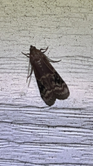 Euzophera semifuneralis