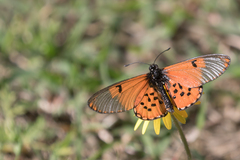 Acraea horta
