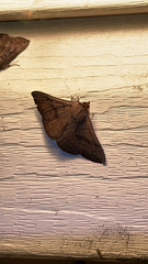 Eutrapela clemataria