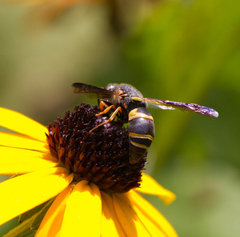 Euodynerus hidalgo boreoorientalis