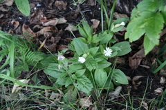 Silene latifolia alba