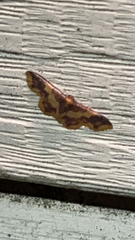 Lophosis labeculata