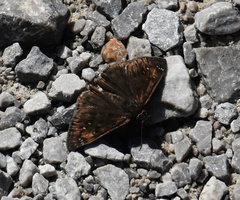 Erynnis horatius