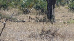 Panthera leo melanochaita