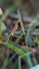 Agriphila vulgivagellus
