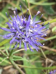 Jasione heldreichii