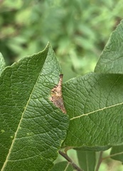 Phyllonorycter
