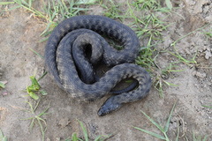 Natrix tessellata