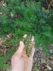 Taxus