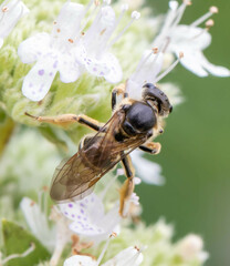 Lasioglossum coriaceum