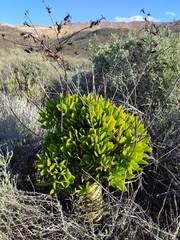 Tylecodon paniculatus