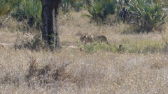 Panthera leo melanochaita