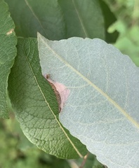 Phyllonorycter