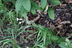 Silene latifolia alba