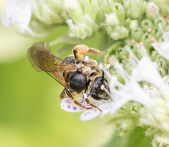 Lasioglossum coriaceum