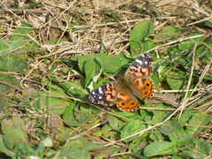 Vanessa braziliensis