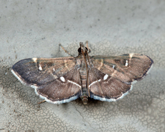 Diathrausta