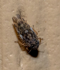 Xestocephalus