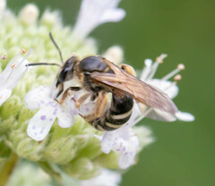 Lasioglossum coriaceum