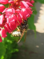 Dolichovespula saxonica